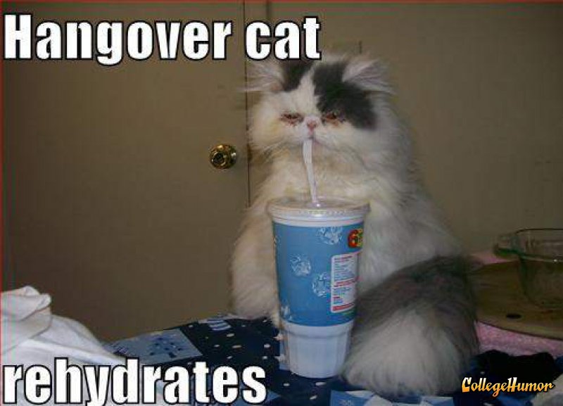 Hangover cat rehydrates