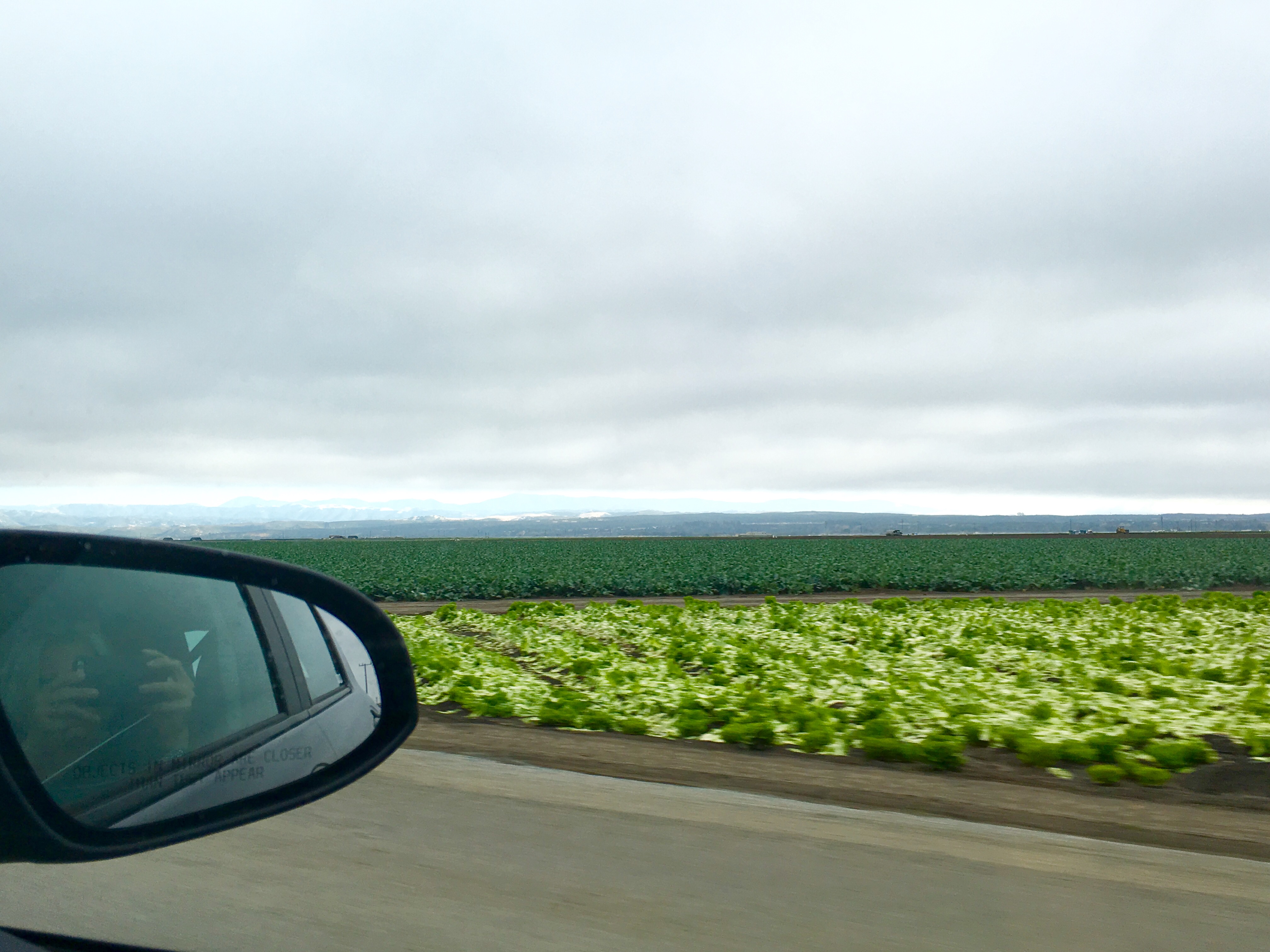 Cabbage and strawberry patches along HWY 1