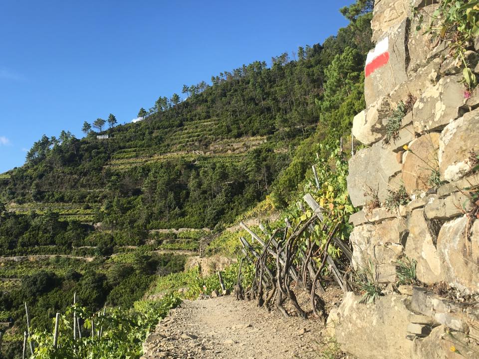 Hiking from Manarola to Corniglia