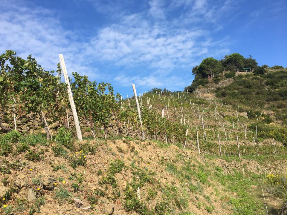 The Beccara trail from Riomaggorie to Manarola