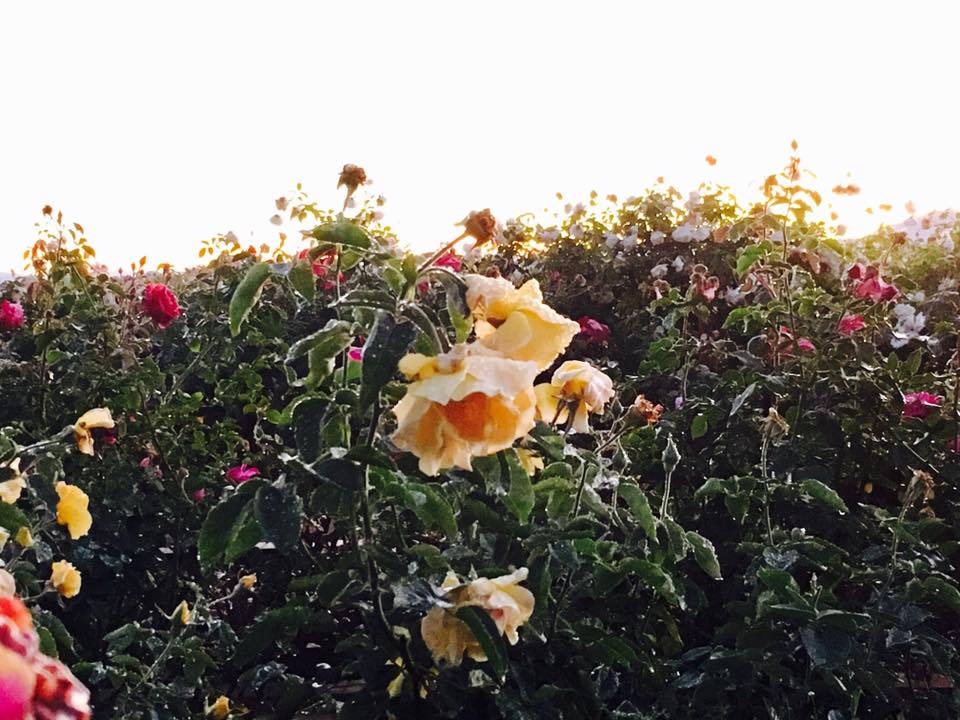 Balboa Park Rose Garden